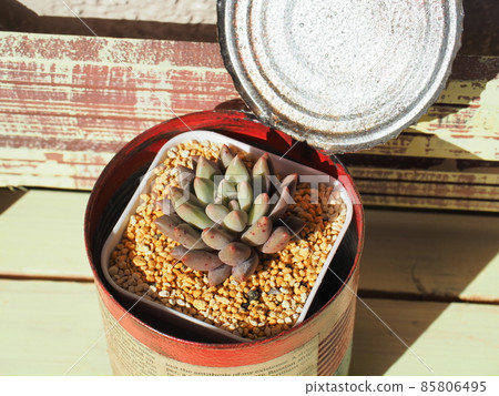 多汁的天使手指 85806495