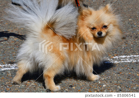 Pomeranian breed dog Pomeranian breed dog 85806541