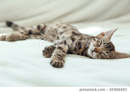 Cute dark grey charcoal bengal kitten sleeping on a white blanket. 85806983