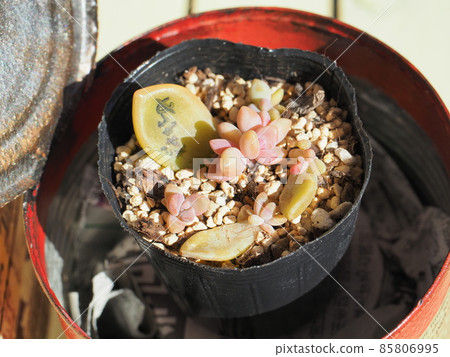 Succulent plant Sakura peony 85806995