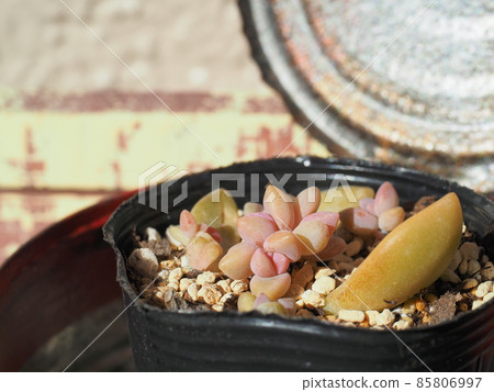 Succulent plant Sakura peony 85806997