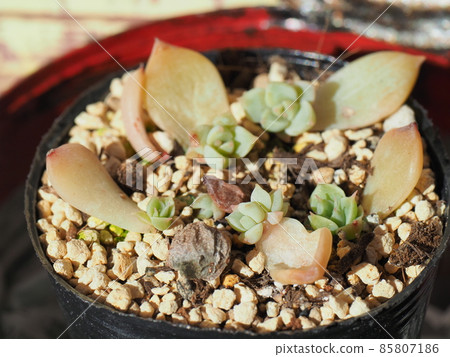 Succulent Margaret Leppin 85807186