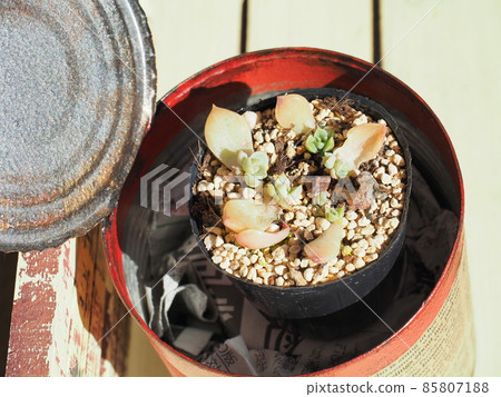 Succulent Margaret Leppin 85807188