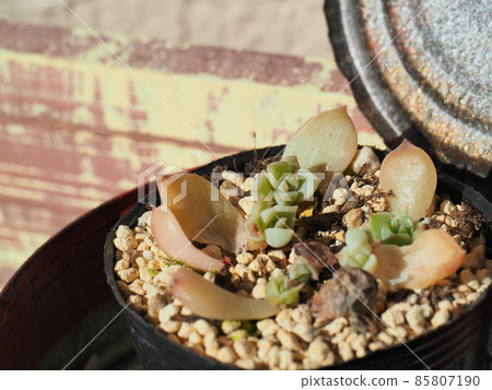 Succulent Margaret Leppin 85807190