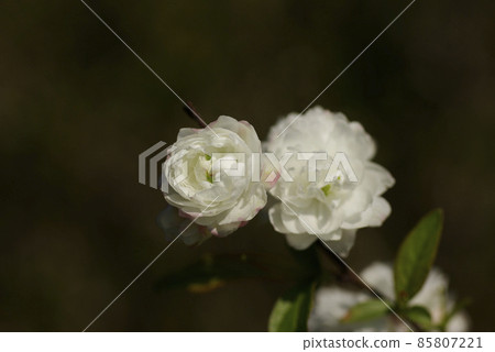 The white florets of Niwazakura are cute The white florets of Niwazakura are cute 85807221