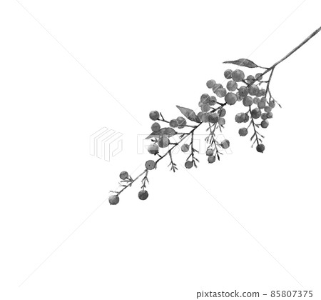 One branch of the southern sky Monotone with leaves [ink painting style watercolor] White background transparent background 85807375