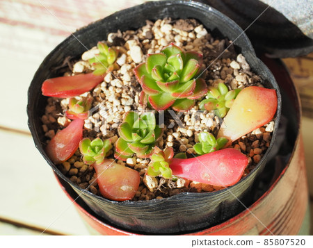 Succulent ladysia Succulent ladysia 85807520
