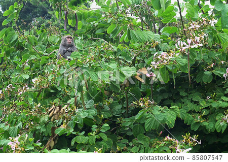 Formosan rock macaque on the tree. Formosan rock macaque on the tree. 85807547