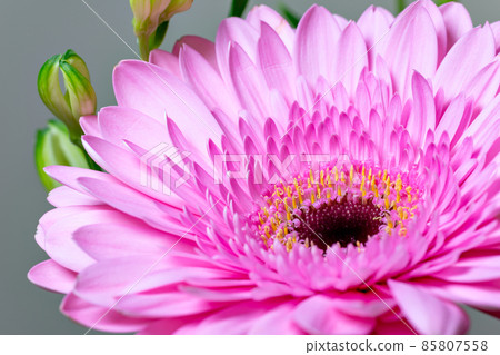 盛開的粉紅色非洲菊花 盛開的粉紅色非洲菊花 85807558