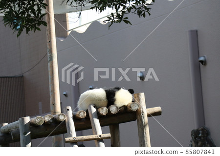 A landscape with a kid's giant panda sleeping with his back on a panda's playset at the zoo 85807841