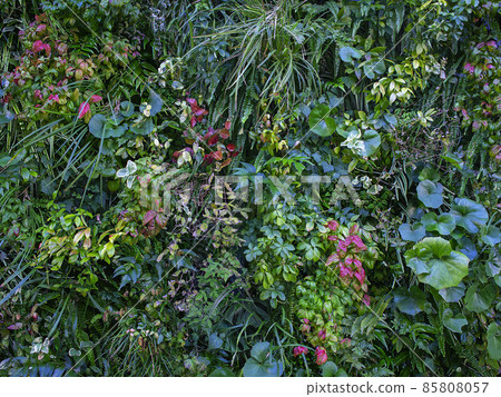 Background texture of foliage plants Background texture of foliage plants 85808057
