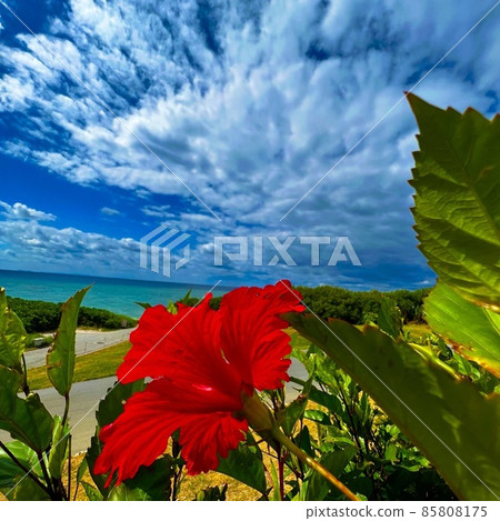 Okinawa sky, sea and hibiscus Okinawa sky, sea and hibiscus 85808175