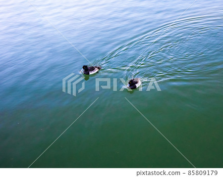 It is the scenery of the duck playing in the moat of the front gate of Hiroshima Castle. It is the scenery of the duck playing in the moat of the front gate of Hiroshima Castle. 85809179