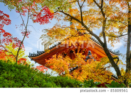 這是一座被秋天色彩染成的古老寺廟的區域。請看鮮豔的色彩。廣島市三木寺 這是一座被秋天色彩染成的古老寺廟的區域。請看鮮豔的色彩。廣島市三木寺 85809561