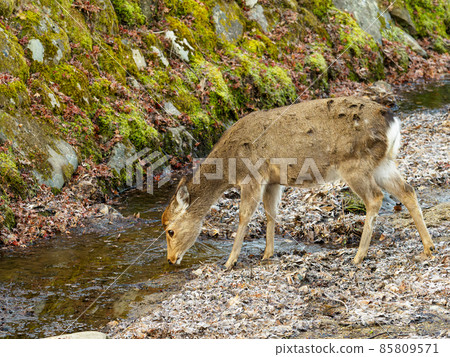Deer drinking water from an icy river 85809571