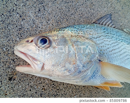 邋遢的魚 邋遢的魚 85809786