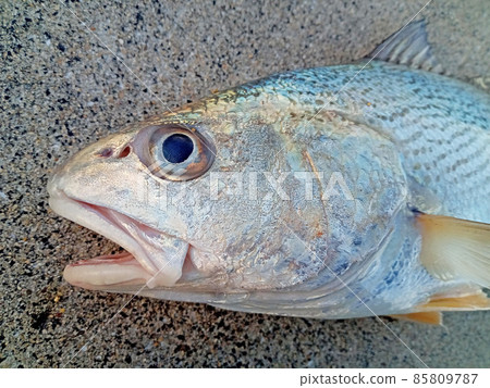 模糊的臉魚 85809787