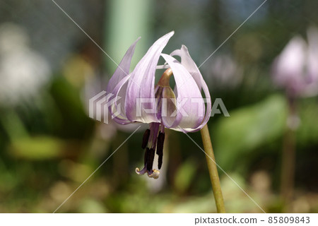 The erythronium flowers that bloom downward in the mountains in early spring are cute 85809843