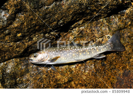 Wild char caught in Tanzawa 85809948