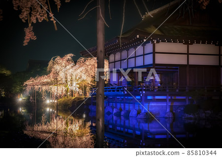Red weeping concert at Heian Shrine in Kyoto 85810344