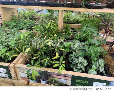 Foliage plant  85810536