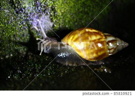 非洲大蝸牛 85810921