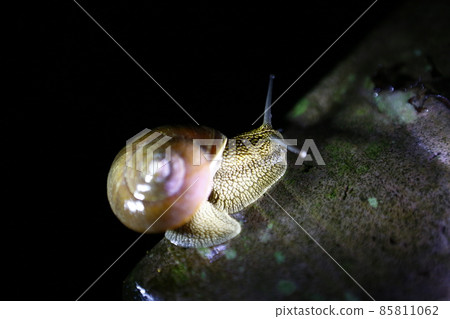 蝸牛 85811062