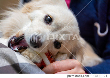 Pomex, a dog that chews on dental bones Pomex, a dog that chews on dental bones 85811121