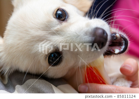 Pomex, a dog that chews on dental bones 85811124