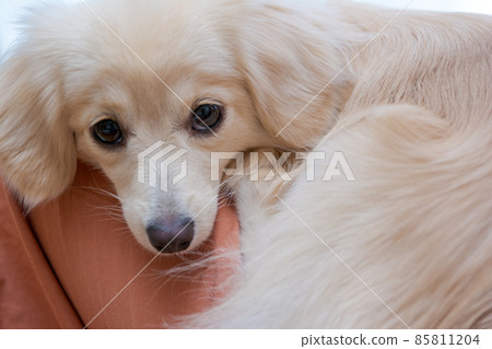 Pomex, a small dog relaxing on your lap 85811204