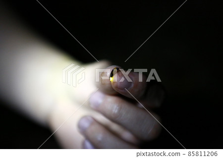 螢火蟲 螢火蟲 85811206