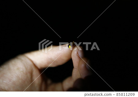 螢火蟲 85811209