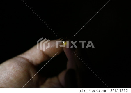 螢火蟲 85811212