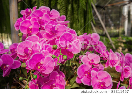 Orchid, Flower, Cymbidium, Moth Orchid, Plant Orchid, Flower, Cymbidium, Moth Orchid, Plant 85811467