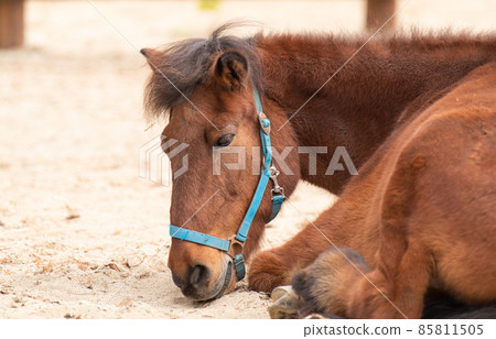 Relaxing horses 85811505