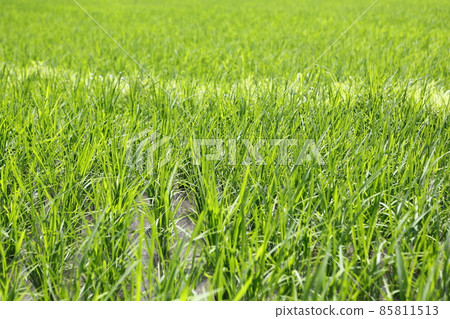 paddy paddy 85811513