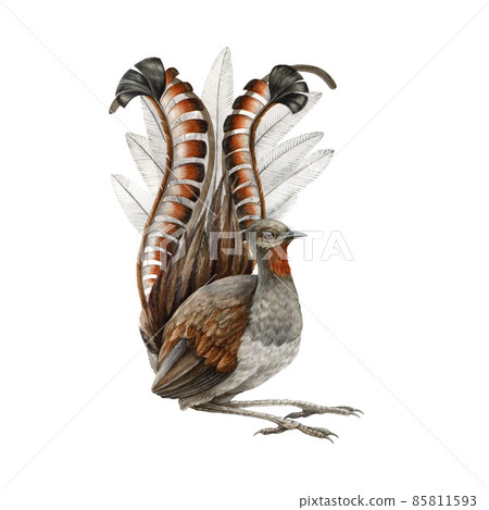 Lyrebird watercolor illustration. Realistic lyre bird. Australia endemic wildlife animal. Lyrebird male single australian bird. Beautiful tropical wildlife animal on white background Lyrebird watercolor illustration. Realistic lyre bird. Australia endemic wildlife animal. Lyrebird male single australian bird. Beautiful tropical wildlife animal on white background 85811593