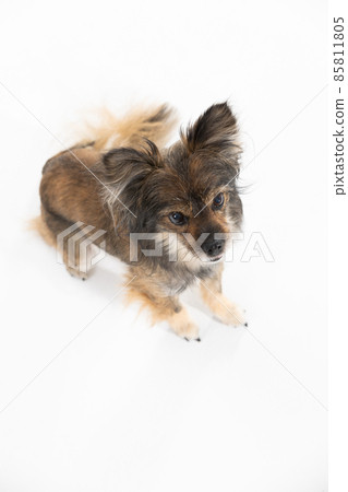 Aerial view of a cute little dog sitting on a white background. Multi-breed dog. Aerial view of a cute little dog sitting on a white background. Multi-breed dog. 85811805