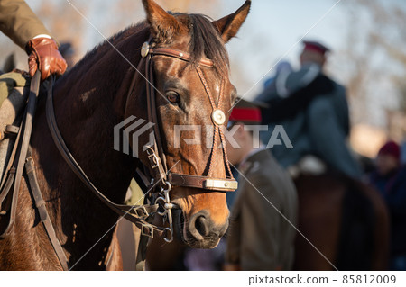 Head of a horse in gala harness with chestnut coloring. 85812009