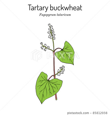Tartary buckwheat Fagopyrum tataricum , edible and medicinal plant 85812038