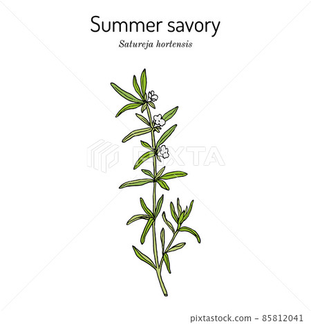 Summer Savory Satureja Hortensis , edible and medicinal plant 85812041