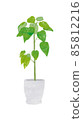 葉子植物 85812216