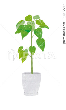 Foliage plant  85812216