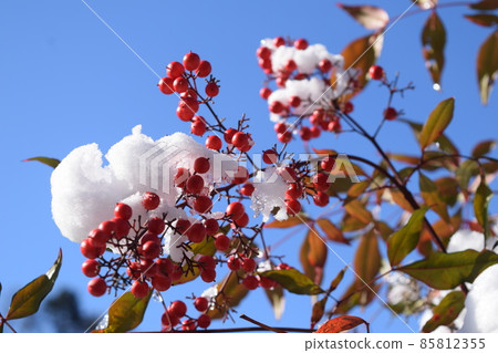白雪覆蓋的紅色果實 白雪覆蓋的紅色果實 85812355