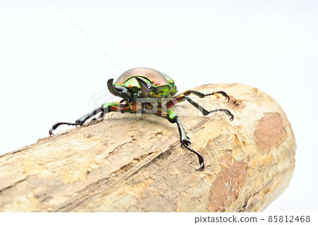 Nujiro stag beetle 85812468