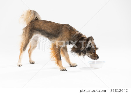 Side view of a cute dog in shades of brown, standing and looking ahead. Isolated from a white background. Mongrel breed. 85812642