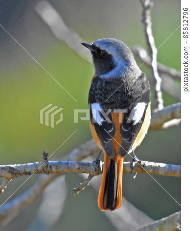 印巴沼澤的野生鳥 85812796