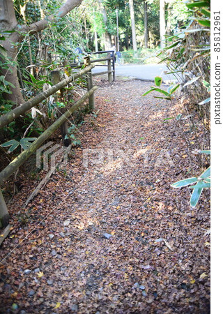 Nature in Shimizu Park (Kinjoin) in Chiba Prefecture in late autumn 85812961