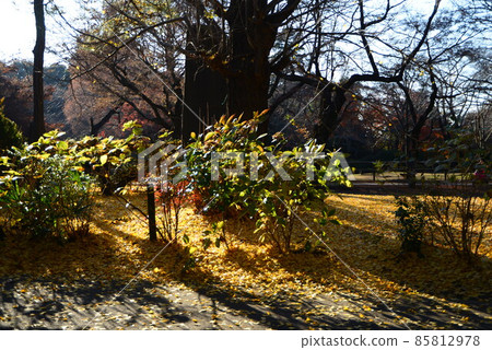 Nature in Shimizu Park (Kinjoin) in Chiba Prefecture in late autumn 85812978