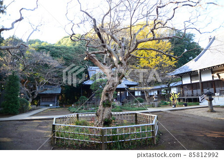 Nature in Shimizu Park (Kinjoin) in Chiba Prefecture in late autumn 85812992
